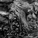 La sorci&egrave;re - Arbres