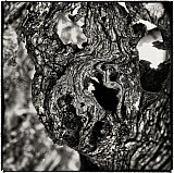 &copy; Bernard Pauty - Arbres