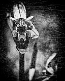 Ophrys