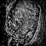 L'oeil du tigre - Arbres