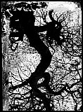 Arbre-dragon - Songes