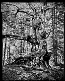 Arbre-cheval - Arbres