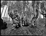 Les Anciens - Arbres