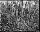 Les Gardiens - Arbres