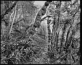 Le passage-II - Arbres