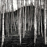 Les bouleaux - Arbres