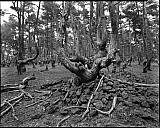 La Pinatelle du Zouave - Arbres