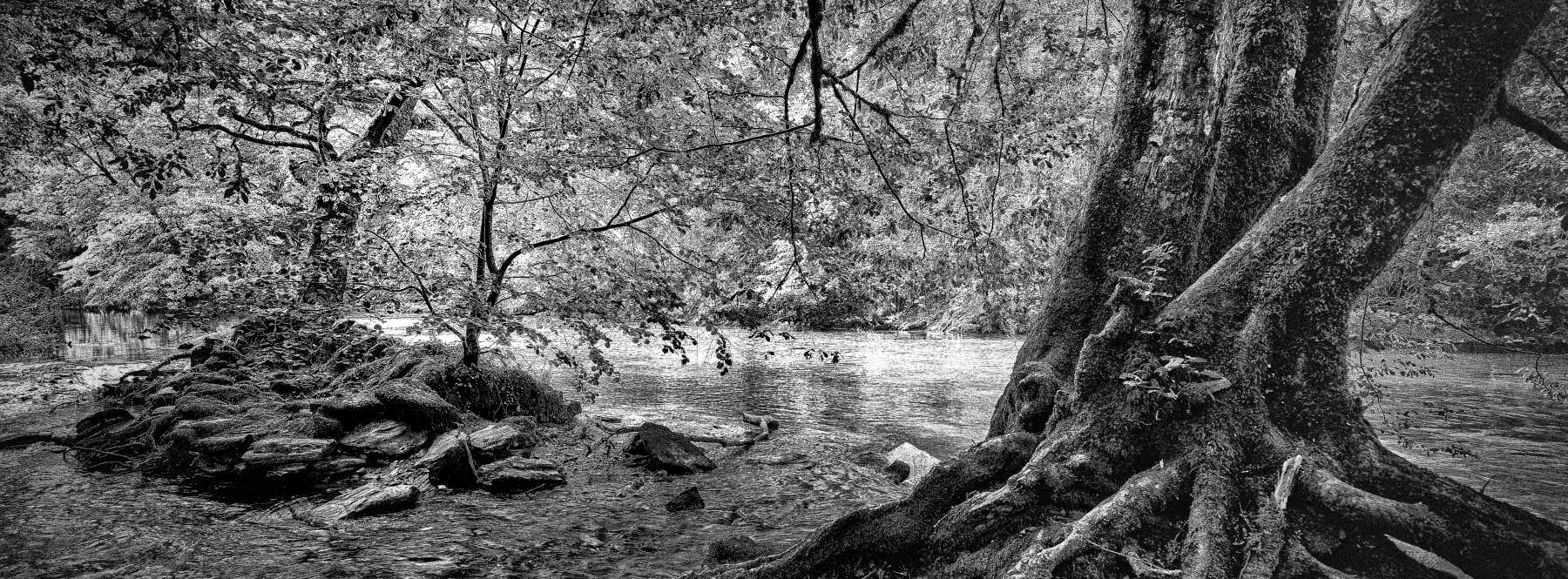 Photo accueil de forêt - Thème Charmes